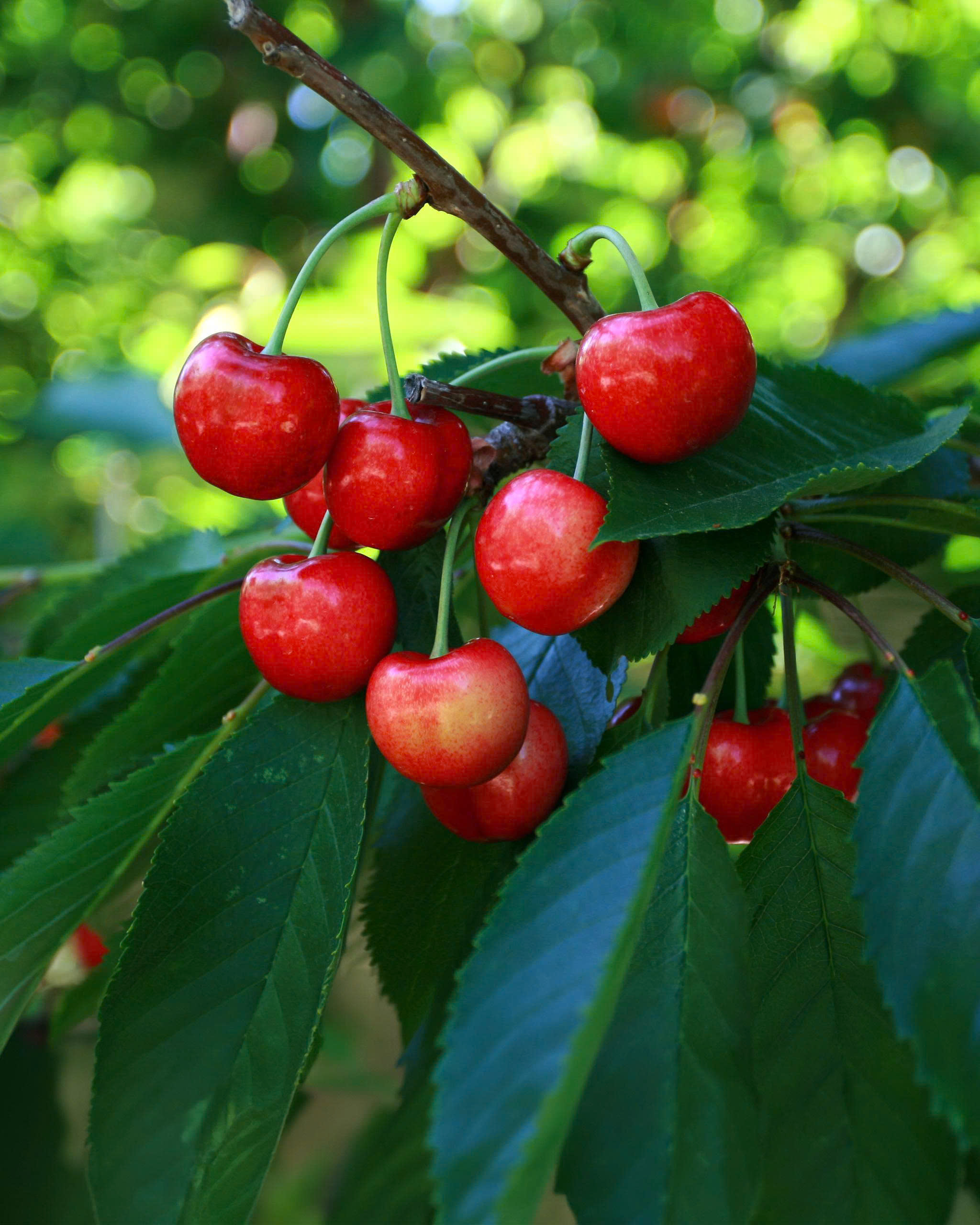 Plantetorvet -Plantetorvet z7568738126382 74e7cdb8b4e9459f18ddfe7ce3de6380